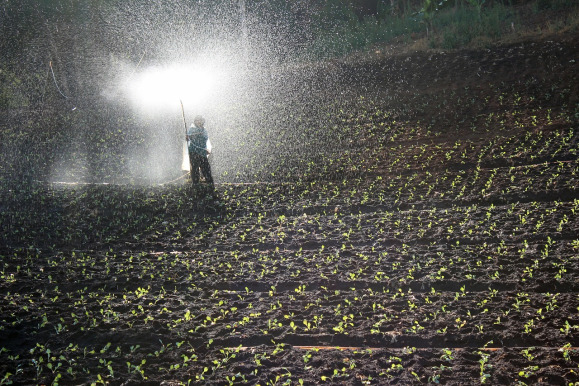 micronutrient chelated fertilizer