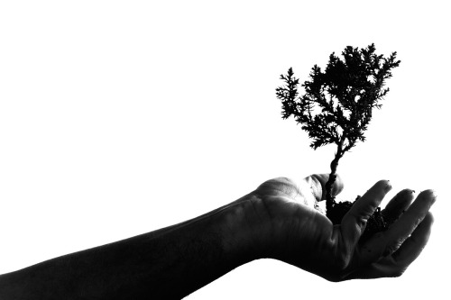 hand holding fertilizer granules plant