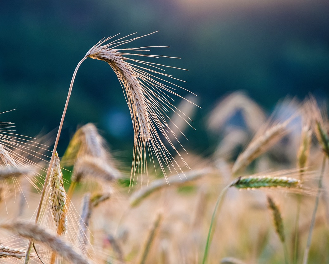 agronomist inspecting crops field